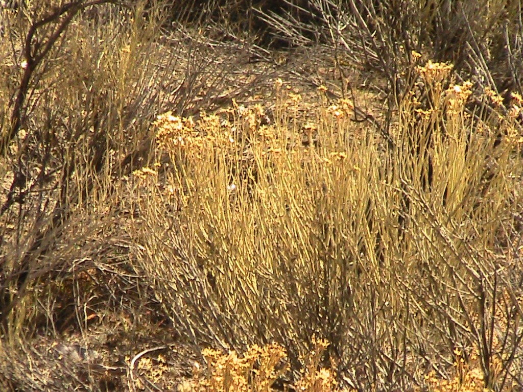 spring sage