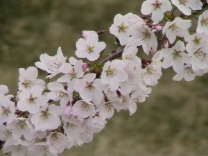 Sand Cherry Blossoms