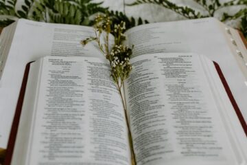 White flowers in an open Bible