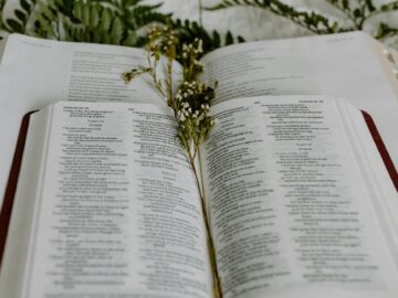 White flowers in an open Bible
